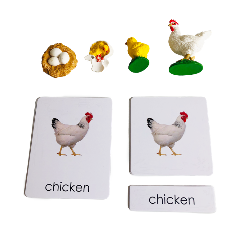 Kids Toys Cycle - Cykl życia Zwierzęta Karty i modele