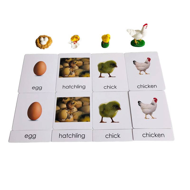 Cykl życia Zwierzęta Karty i m – Kids Toys Cycle recenzja i cena