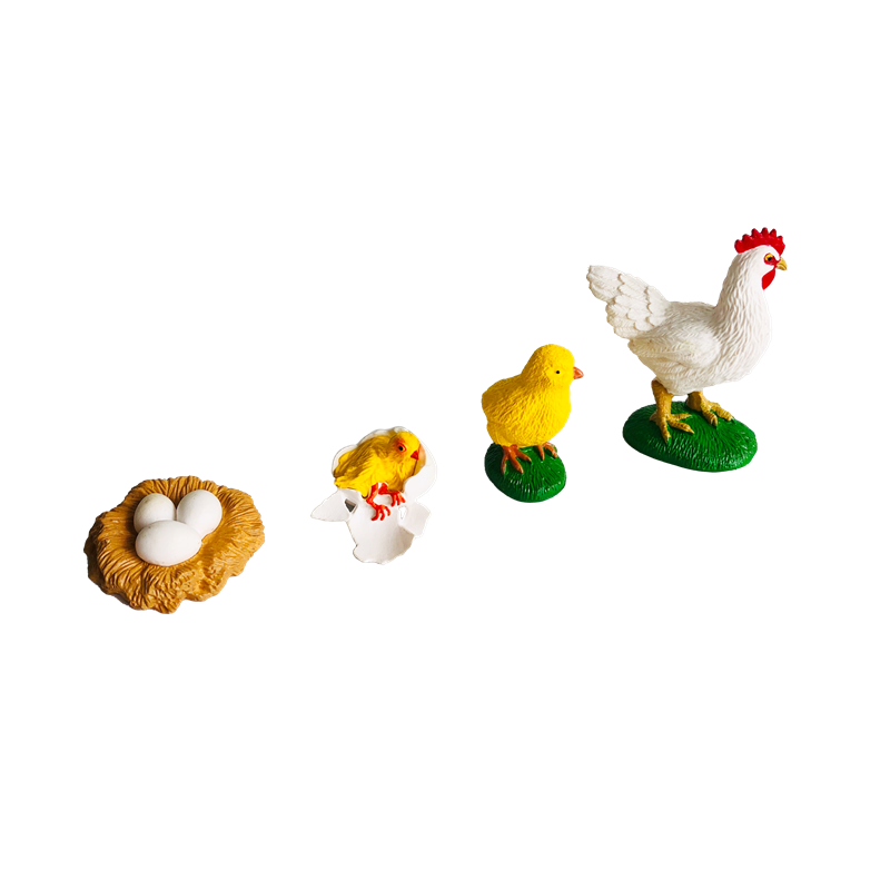 Cykl życia Zwierzęta Karty i m – Kids Toys Cycle recenzja i cena